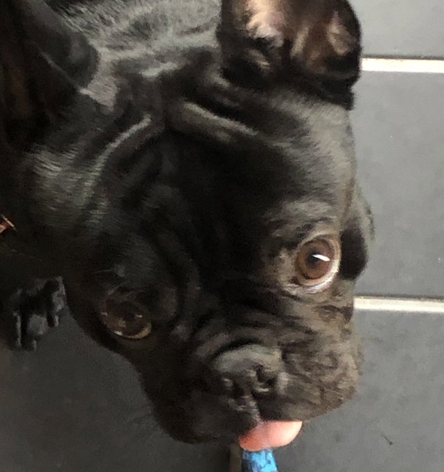 鼻ぺちゃのtwitterイラスト検索結果