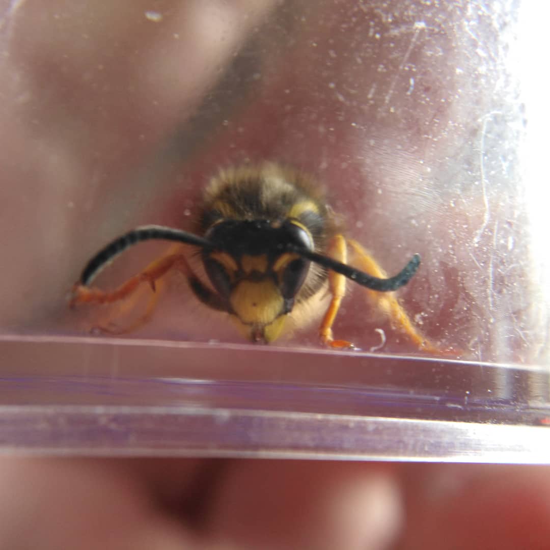 GraemeBWilson's tweet photo. Was holding net & talking to my wife when wasp flew past & instinct took over. Quick sweep & flick of net & I had her! Short visit to fridge & she was ready for IDing...wasp that is...not my wife! Tree Wasp, Dolichovespula sylvestris, queen.
#treewasp #pollinators #waspsarecool https://t.co/Rr7e8wAo17