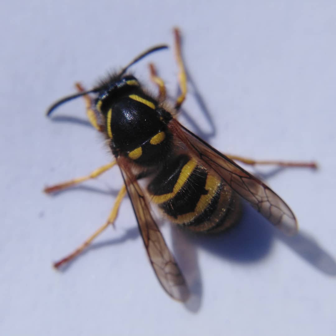 GraemeBWilson's tweet photo. Was holding net & talking to my wife when wasp flew past & instinct took over. Quick sweep & flick of net & I had her! Short visit to fridge & she was ready for IDing...wasp that is...not my wife! Tree Wasp, Dolichovespula sylvestris, queen.
#treewasp #pollinators #waspsarecool https://t.co/Rr7e8wAo17