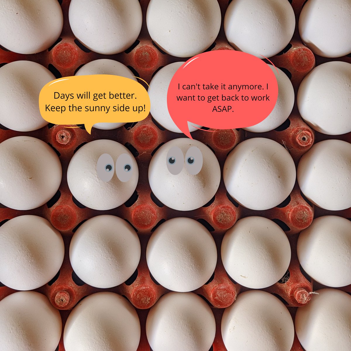 gardenofedesia's tweet image. These #EggsForImmunity can&apos;t wait to get back to their Benedictatorship. 

#BeatLockDownBlues #HealthyLiving