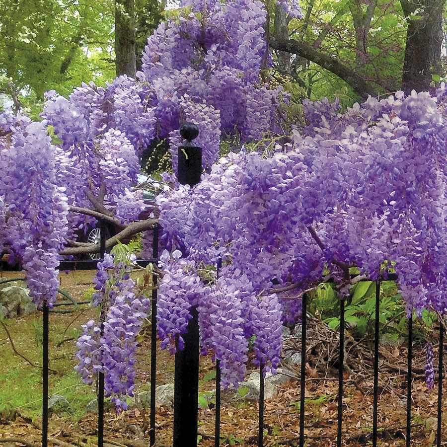 Perennials' variety of colors, sizes, habits, fragrances and year-after-year hardiness make them the backbone of any garden. Our perennials are hand chosen by our horticultural experts to assure that our perennials will thrive in your landscape.  📸: Wisteria 'Blue Moon'