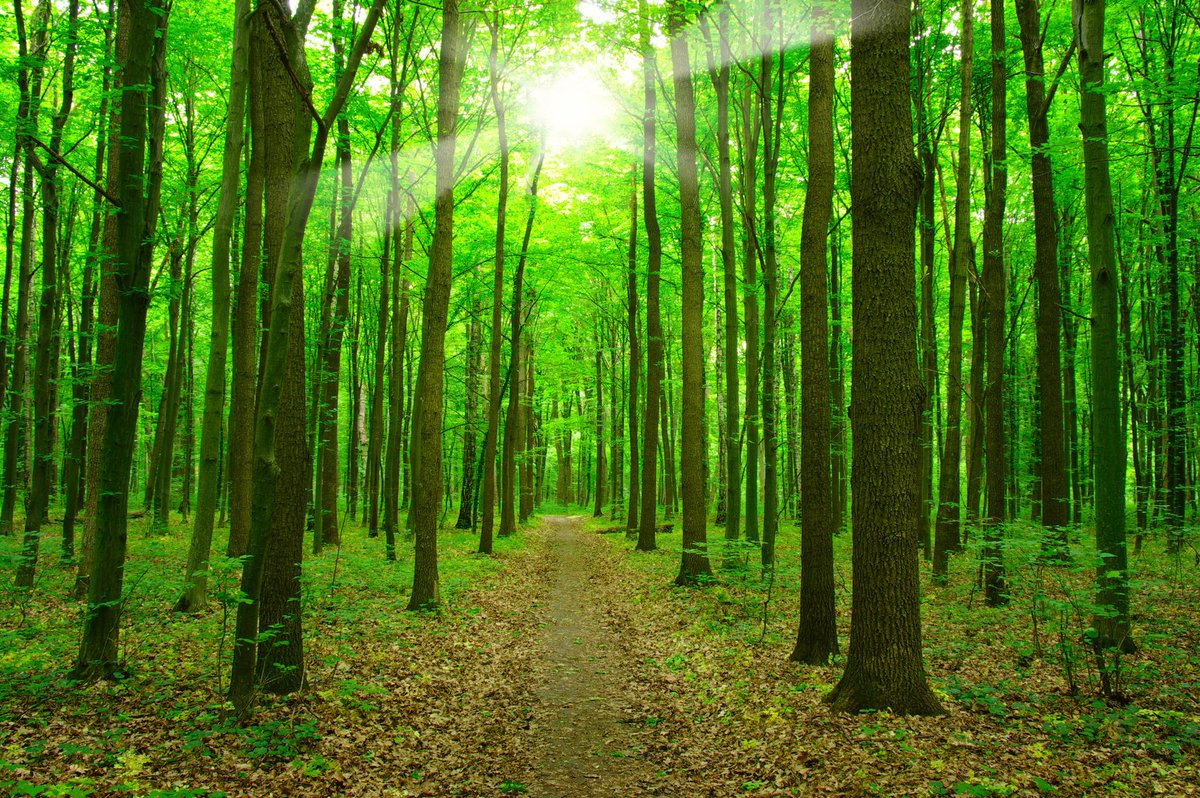 DaveyTree's tweet photo. Researchers found that spending at least 120 minutes a week in nature is good for your health and wellbeing. For more information about their study, check out this @nresearchnews article: https://t.co/hlGyvZ2fkI #TreeRX https://t.co/qngct2NFZU