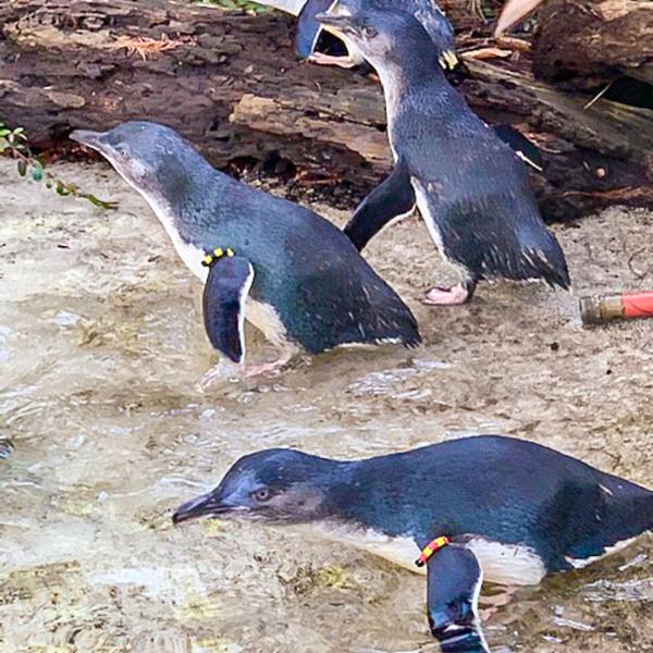 It's WORLD PENGUIN TODAY! Did you know your Zoo is home to two penguin species: little penguins (native to Australia) and African penguins (native to Namibia and South Africa)? Both species live in the Zoo's Islands area! Learn more about them at louisvillezoo.org/islands.