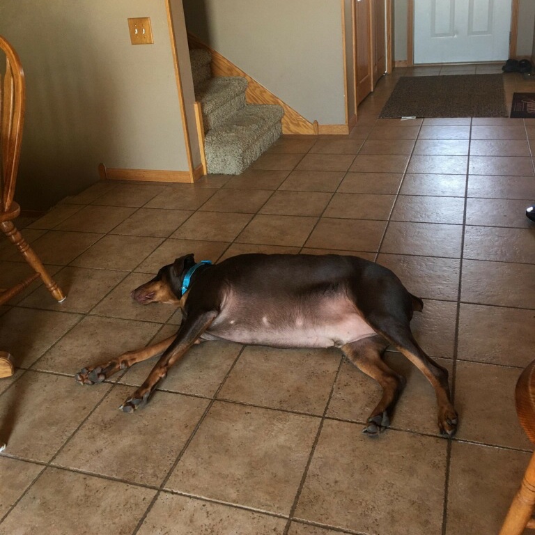 UnitedDoberman's tweet photo. Well new boy Zeus has had a few too many scooby snacks. He is looking for a personal trainer to workout with. Interests include, swimming, being with you, taking walks, being with you, going to the dog park, being with you, playing with friends, and...being with you.๐ https://t.co/bRKCnqMFk9
