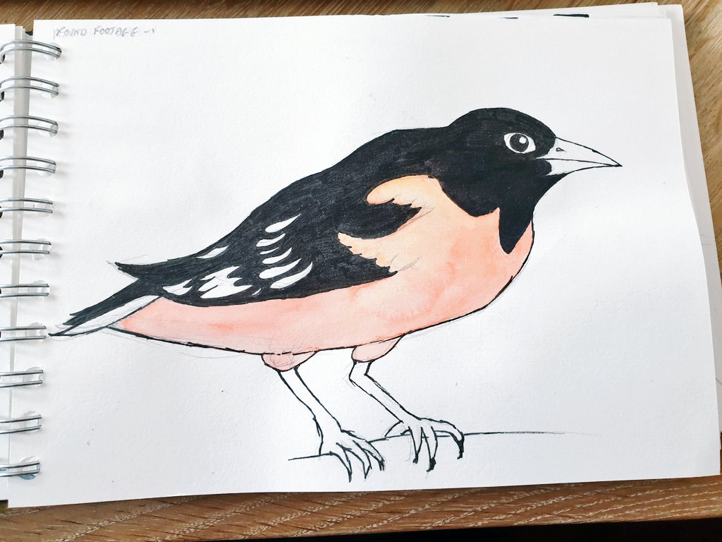 I've gotten back into painting birds