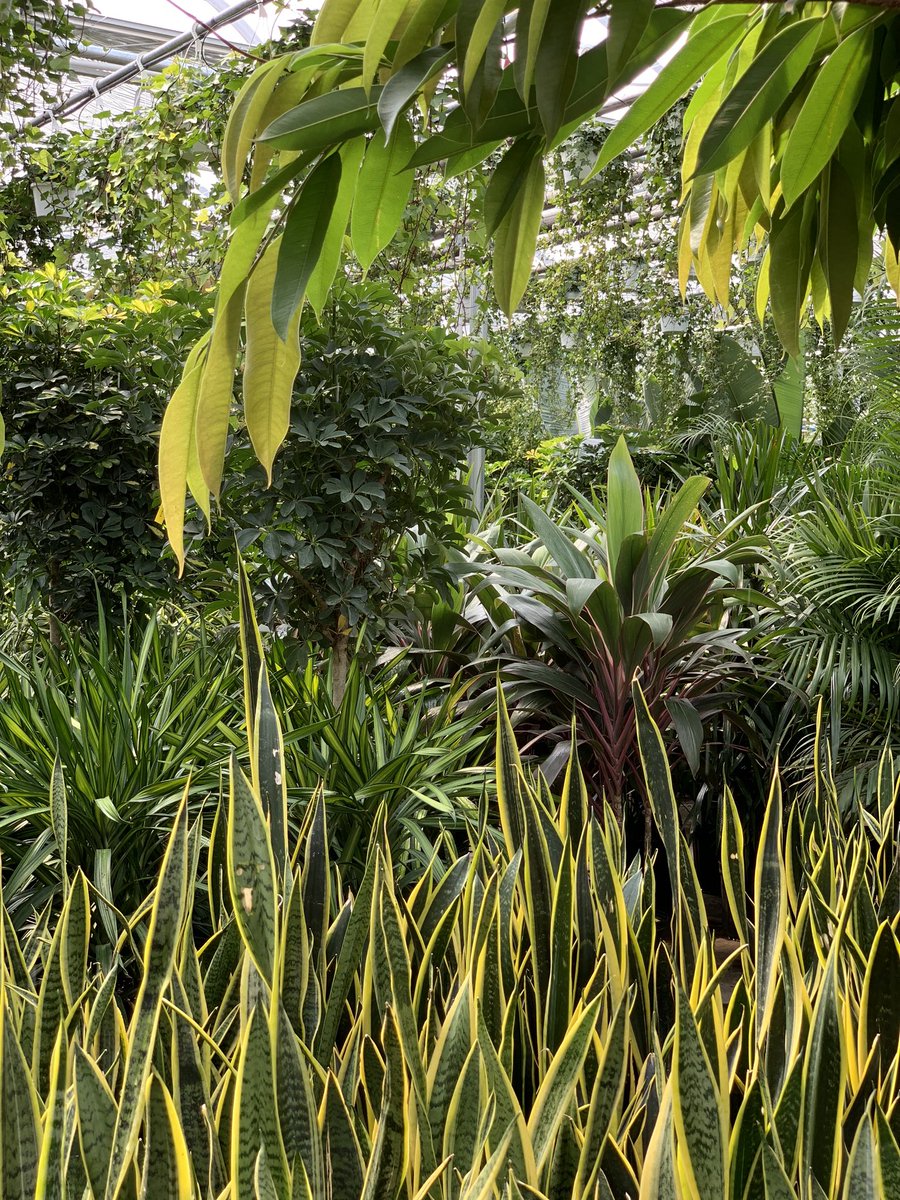 Good morning from the #greenhouse 🌱 Happy Sansevieria Sunday 💚 #stayplanted #sansevieriasunday #sansevieria #greeninspiration #tropicalvibes #tropicalplants #houseplants #plantlove #plantsmakepeoplehappy