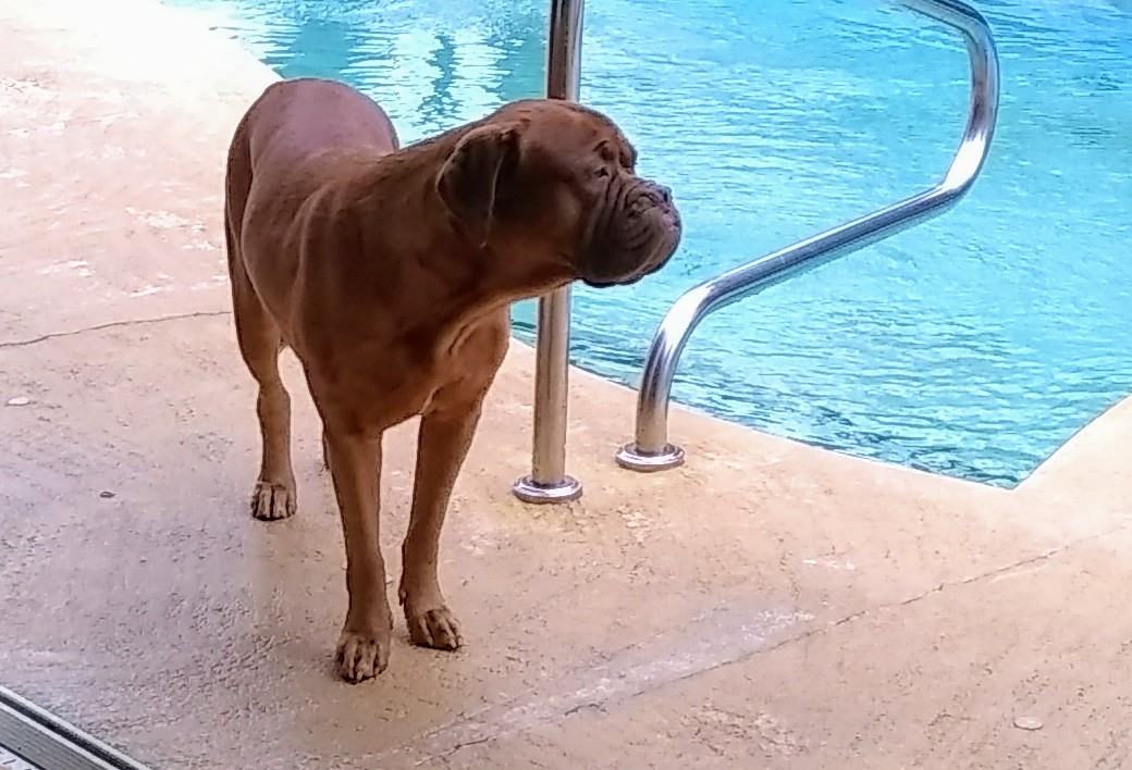 LEXI THE DOGUE tweet media