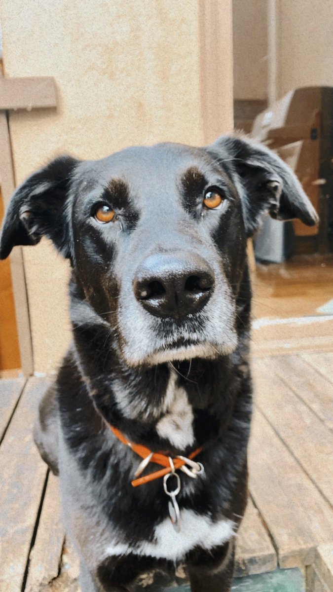 fundraisingdogs tweet media