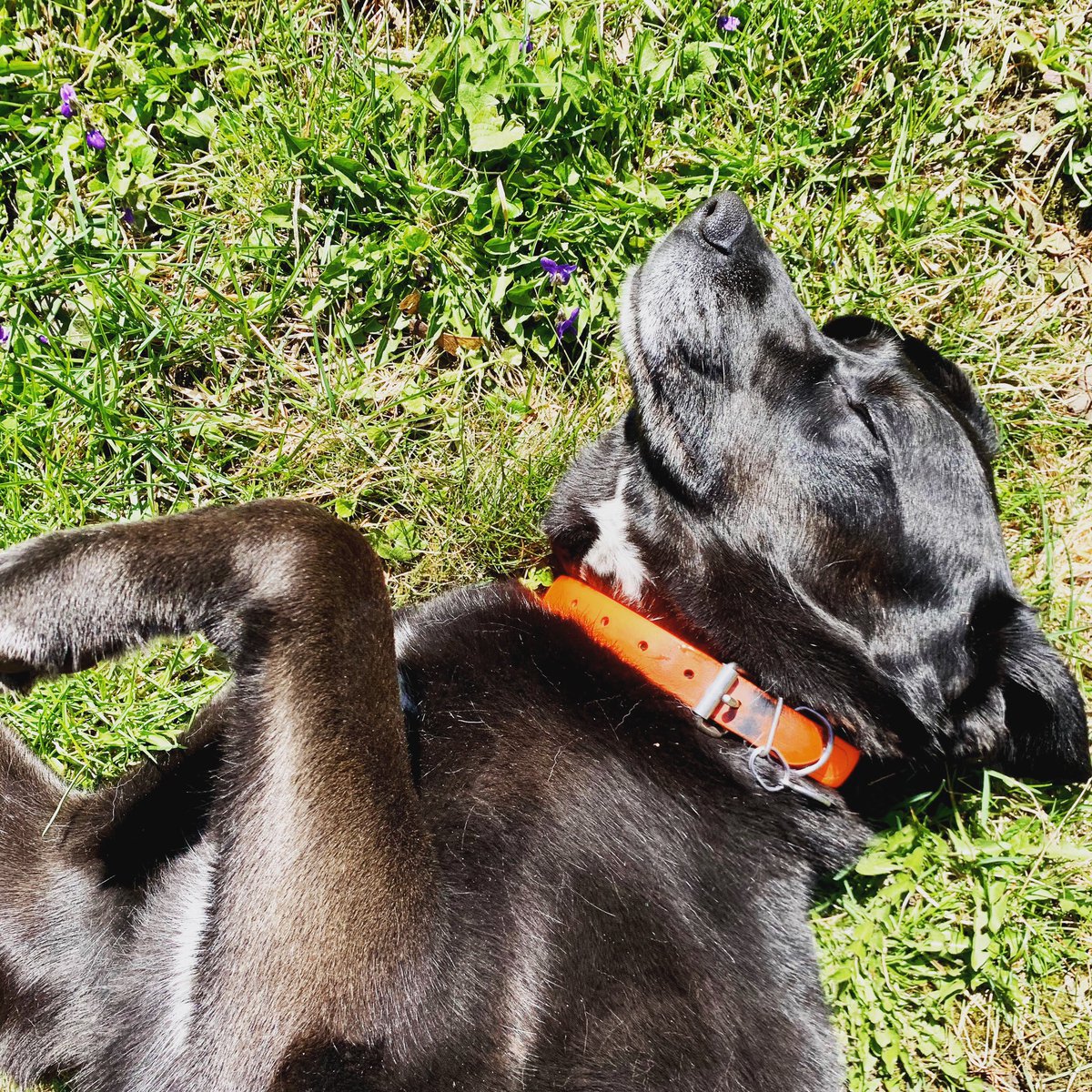 fundraisingdogs tweet media