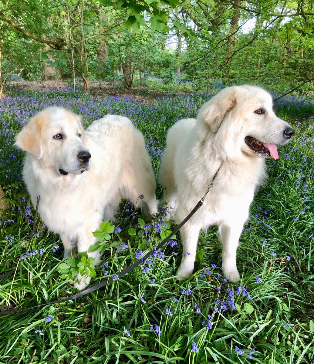 theblossomfiles's tweet photo. Bluebells, Blossom and Daisy ❤️ https://t.co/mcVFtQ45tf