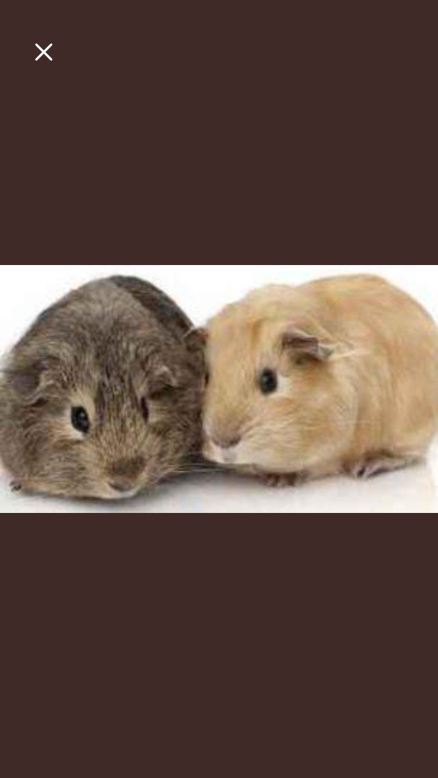 ClaireLaaffat's tweet image. #SystemExit #exitRacism
Kuschelalarm.