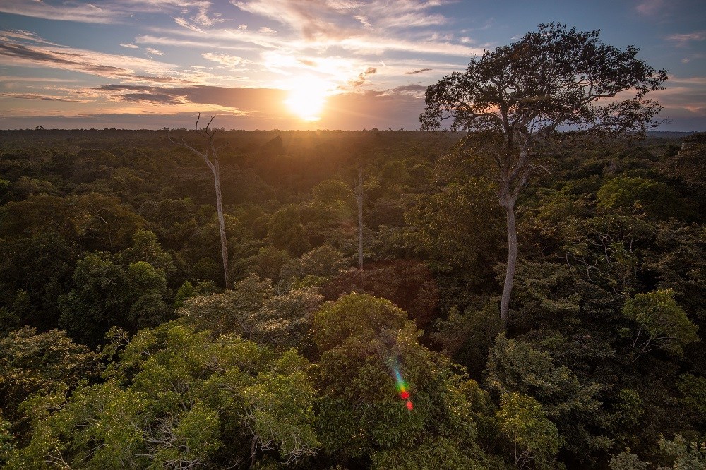 4.'warming temperatures will likely require forests to shift by 400 to 600 km (about 250 to 370 miles) by 2100, a rate faster than most species can tolerate.' https://www.massaudubon.org/our-conservation-work/climate-change/effects-of-climate-change/on-natural-habitats/forests