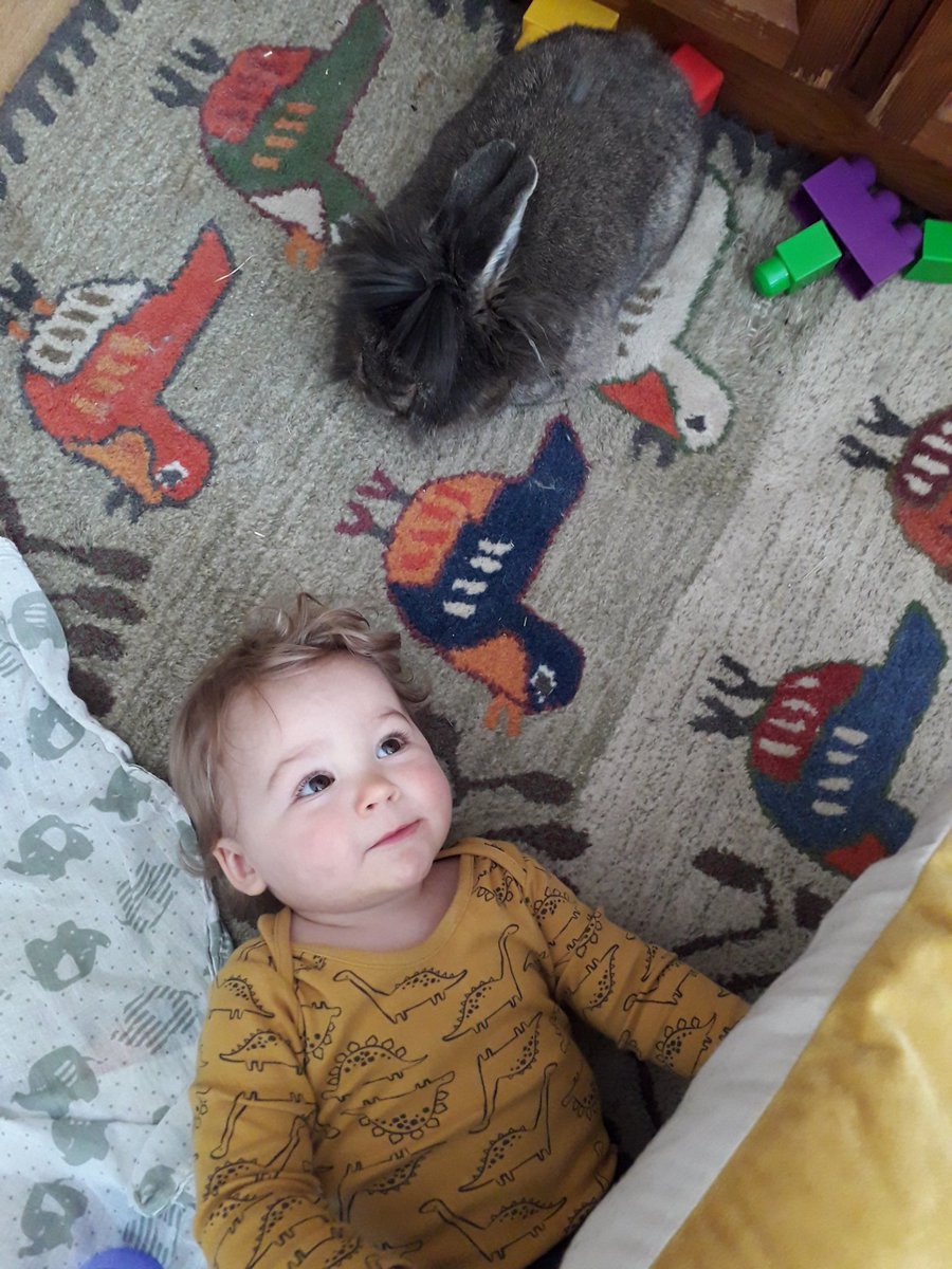 DonkeyTheRabbit's tweet photo. Still not friends https://t.co/TIROg6LDP9