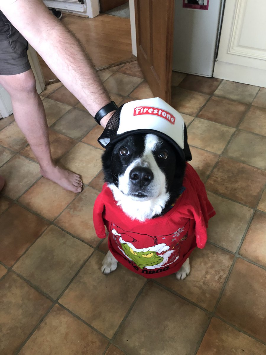 jonlduke62's tweet image. Looking handsome. #cool #dog #lockdown #love #smile