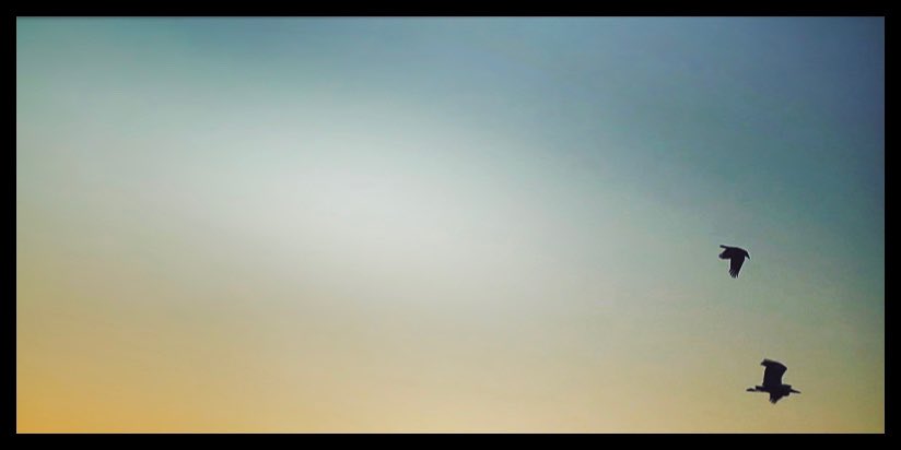 “Emancipate yourselves from mental slavery, none but ourselves can free our minds!” - Bob Marley
#mindfulness #quote #quietness #heron #birds #eveningsky #uk #sheffield #photography