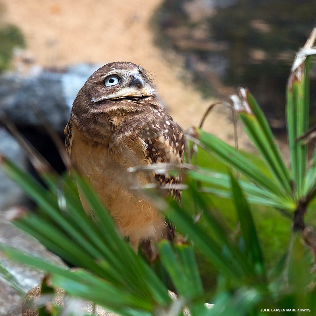 julie_l_larsen's tweet photo. BURROWING OWL #birdsoftwitter #Birds #Owls #WCSPhotoCollection @TheWCS @BronxZoo @TheQueensZoo #EarthStrong #IMissMyZoo https://t.co/mvGTXcwkHZ