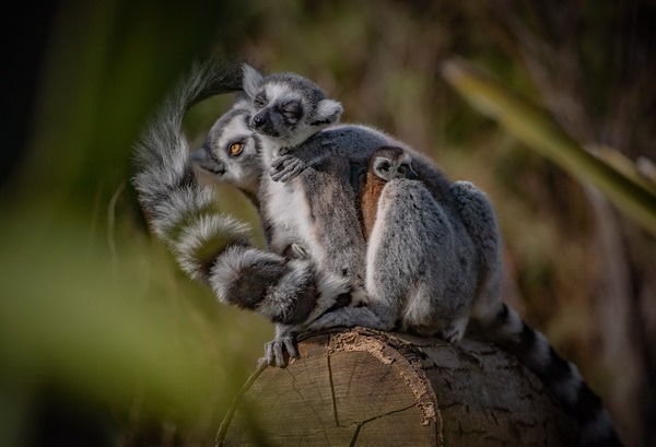 zoopicture's tweet photo. В зоопарке Честера подрастают редкие кошачьи лемуры
#Лемур #Приматы
https://t.co/O60AHOhtCG https://t.co/qLcSmsC8eE