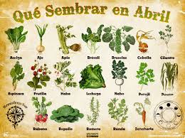 lfilella's tweet photo. Que plantar al mes d'abril?
A l'Horstik de la @Naubostik https://t.co/02ajXatLtW