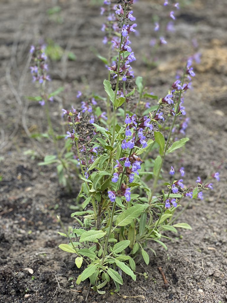 HVACTC's tweet image. Finally got the garden started.