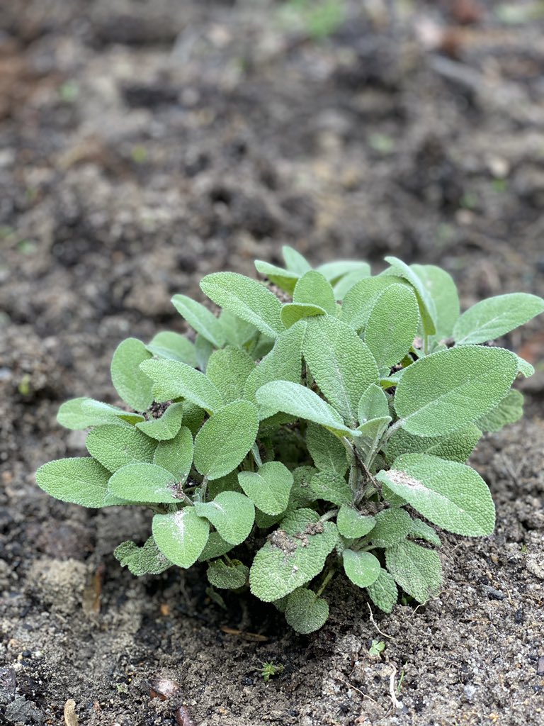 HVACTC's tweet image. Finally got the garden started.