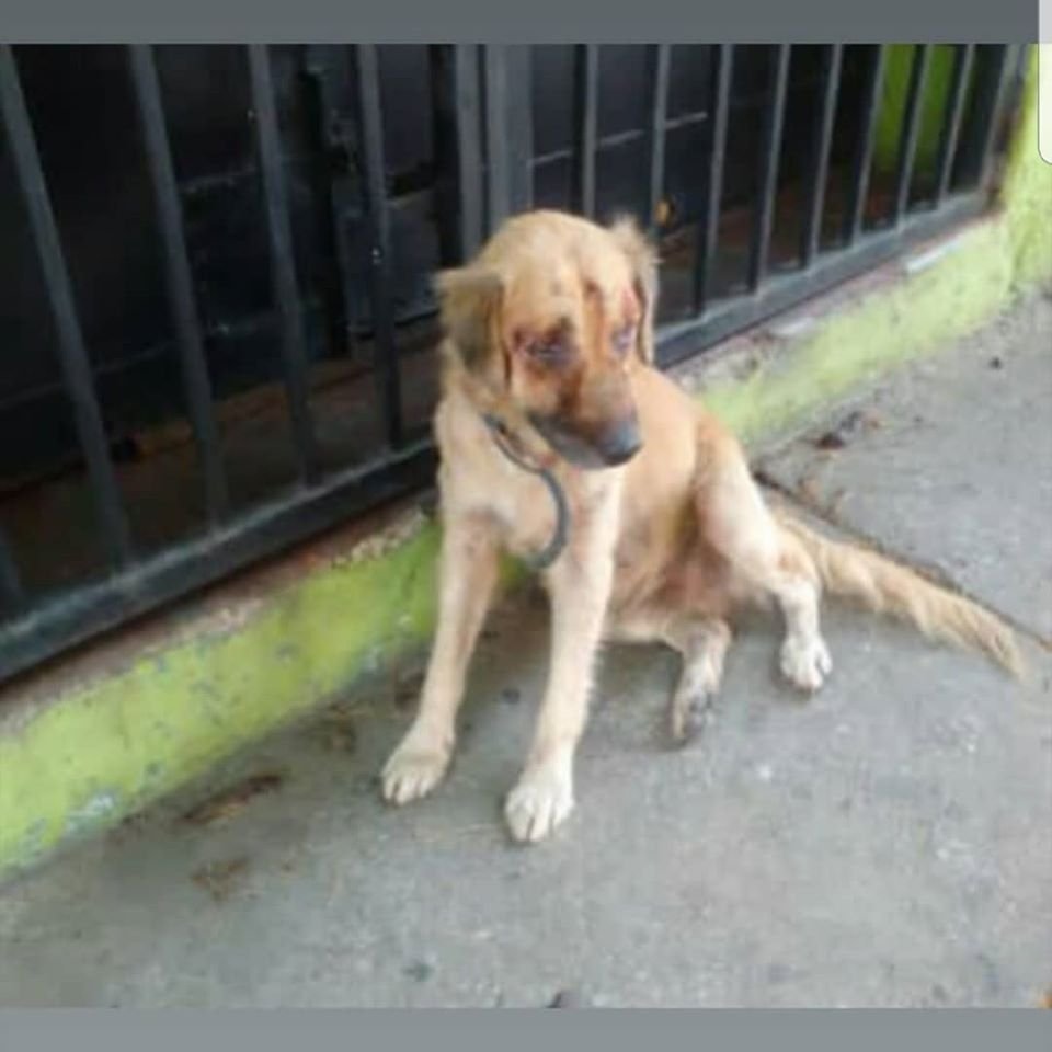 zulbeamarts's tweet photo. 💔😥😭🙏Difundiendo: Atenciòn Naguanagua  @promotores inmobiliarios nos reporta a este perrito aparentemente herido."Por favor ayúdenlo está por plaza Bolívar de Naguanagua"Alguien cerca que pueda ayudarlo? (pubicac facebook) @SalvandoPatitas @tistjmay @FAPRANIANZ @PerroUsuario https://t.co/Uyzhuj8IZW