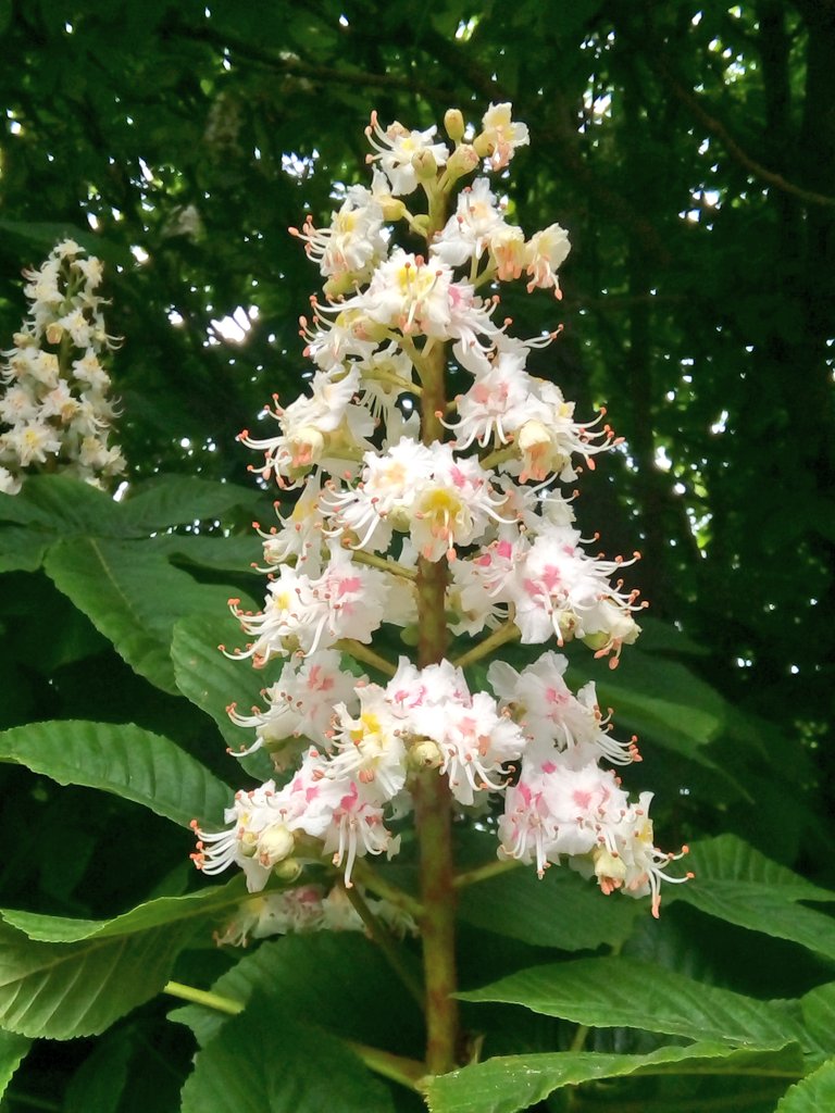 s4r4h_l's tweet photo. Some late blossom entries for @nationaltrust #blossomwatch We have horse chestnut, Hawthorne and I think maybe damson or plum? Beautiful whichever it may be. @NT_TheNorth #vitaminN #springnaturediary #everyoneneedsnature #walksfrommydoor #solaceinnature #positivity #joy https://t.co/CbJT7QUe8x