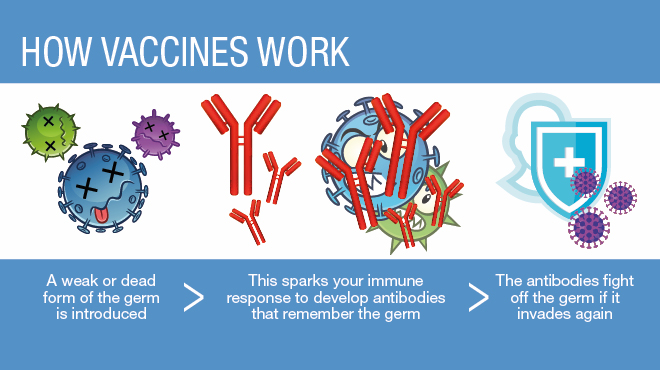 These immune cells, like T-cells and B-cells, then learn to recognize and destroy these pathogens in the future using antibodies and other mechanisms. (4/20) https://www.mayoclinichealthsystem.org/hometown-health/speaking-of-health/top-5-faq-about-vaccines