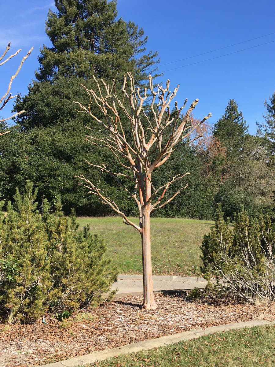 Crape myrtles are frequent victims of bad pruning. The first one here is not so bad, but I’m not sure what someone was thinking with the second. That was one of several that had been “pruned” that way. 4/