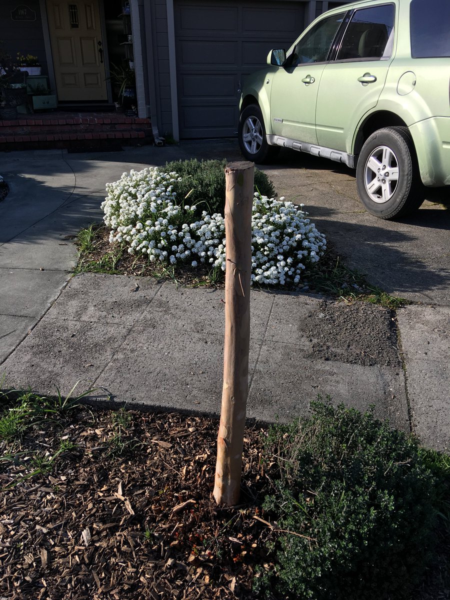 Crape myrtles are frequent victims of bad pruning. The first one here is not so bad, but I’m not sure what someone was thinking with the second. That was one of several that had been “pruned” that way. 4/