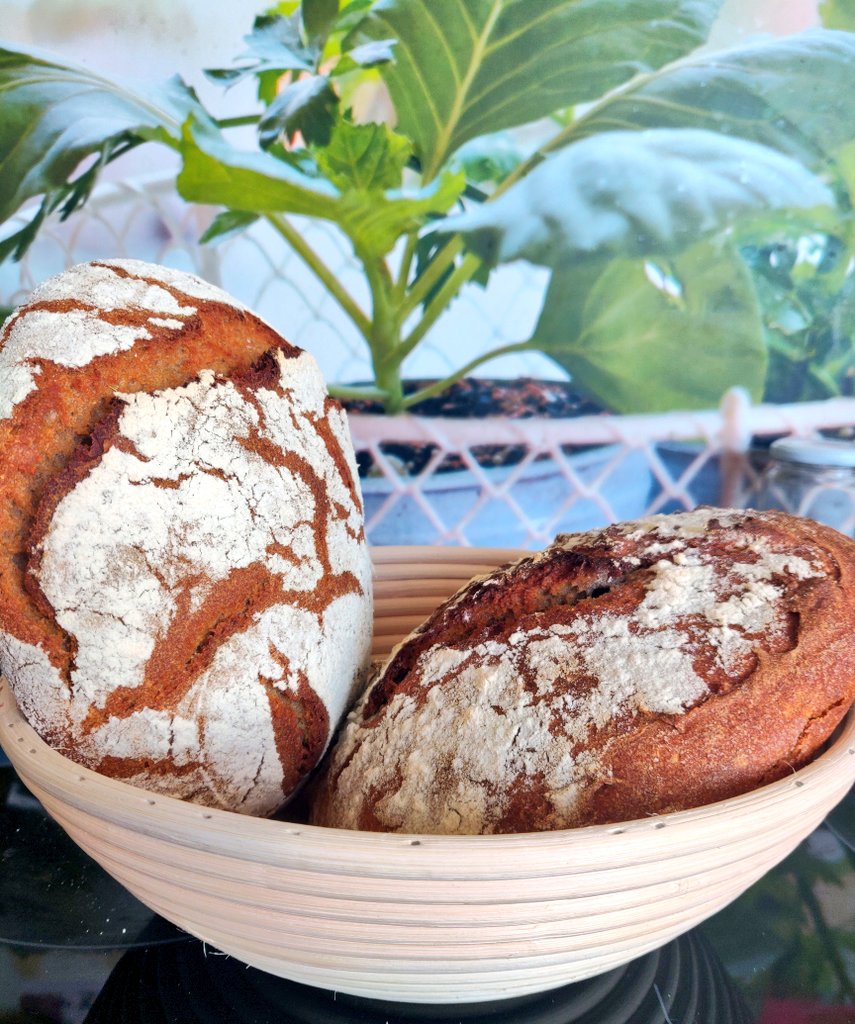 floralcars1's tweet image. Popular girl voice: I baked my own bread before it was cool 💁‍♀️

#tirolerBrot #Bread #selfmadebread #Brot