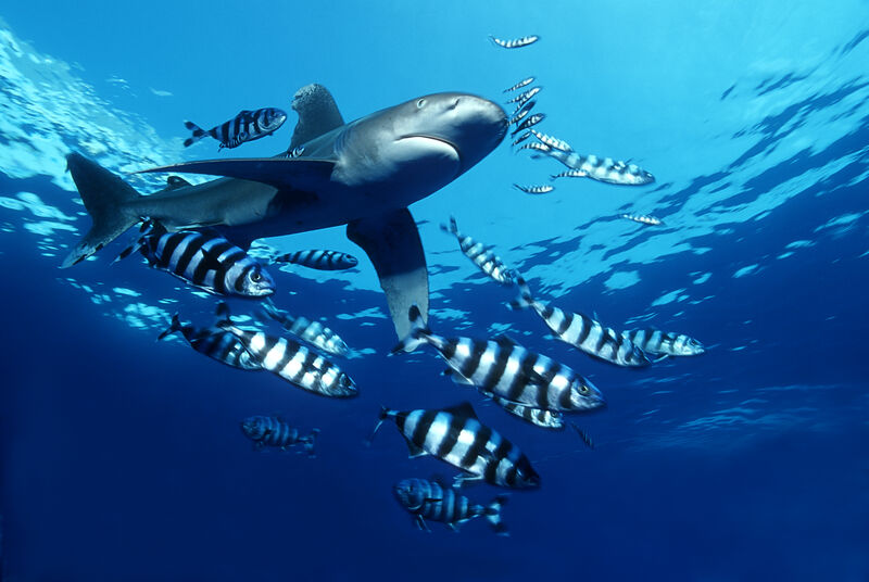 sharkproject's tweet image. Unbelievable but true: Even in this times, fisheries try to increase their profit, by displaying not clinical tested studies, that prove, that Omega-3 EPA &amp;amp; HPA can help to treat Corona patients. #sharkproject #notsustainable #bycatch