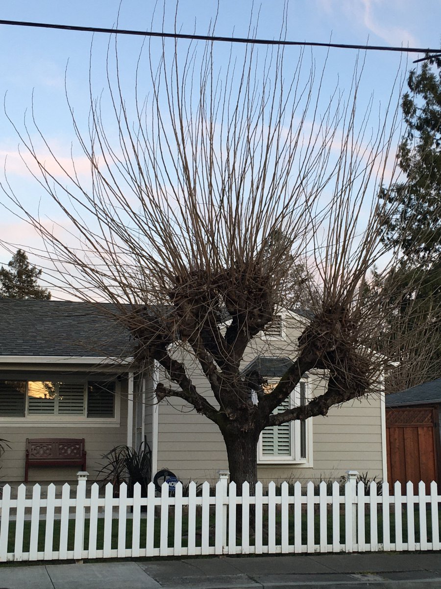 Sometimes people “pollard” trees, like the one on the left, which makes them really ugly when they don’t have leaves. Even worse, some pollarded trees are allowed to regrow, and then they look like an old man with whiskers sprouting everywhere. 6/