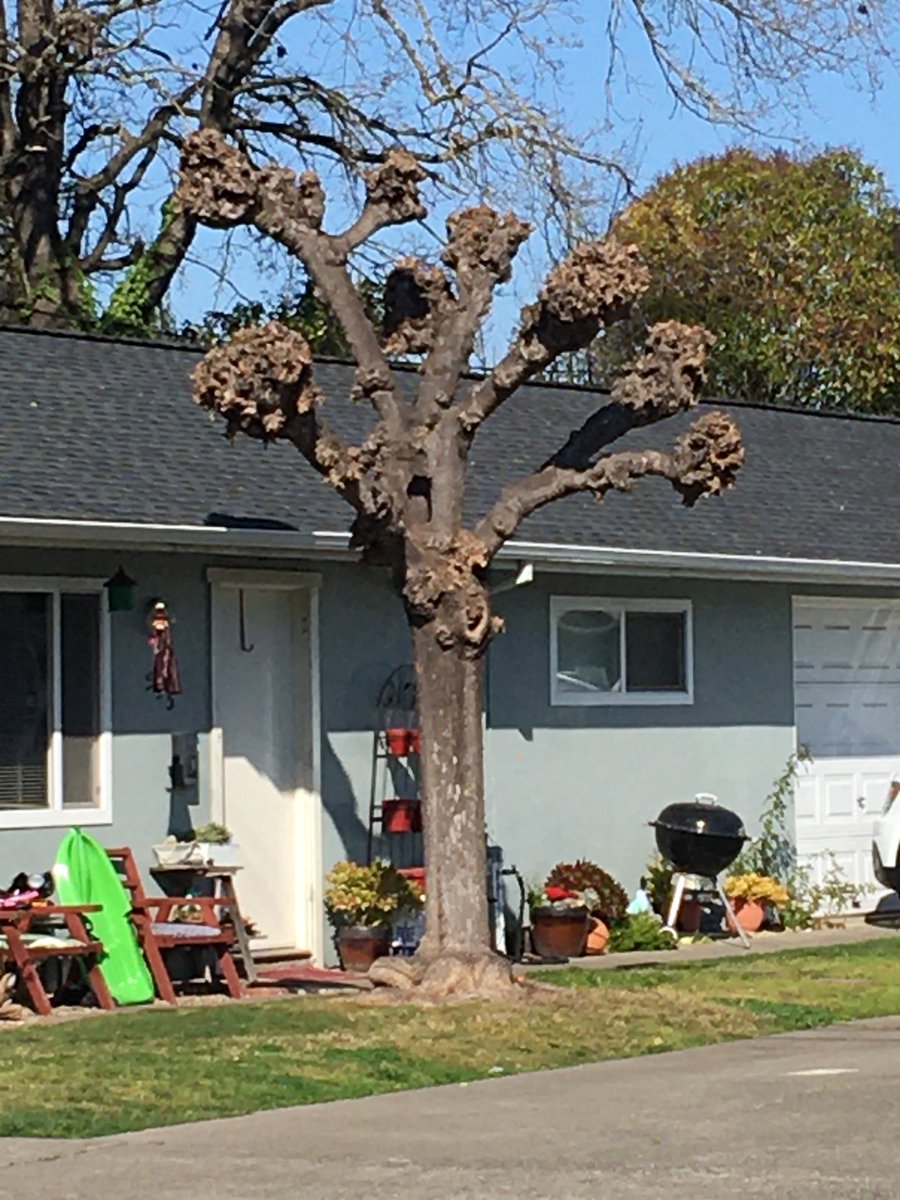 Sometimes people “pollard” trees, like the one on the left, which makes them really ugly when they don’t have leaves. Even worse, some pollarded trees are allowed to regrow, and then they look like an old man with whiskers sprouting everywhere. 6/