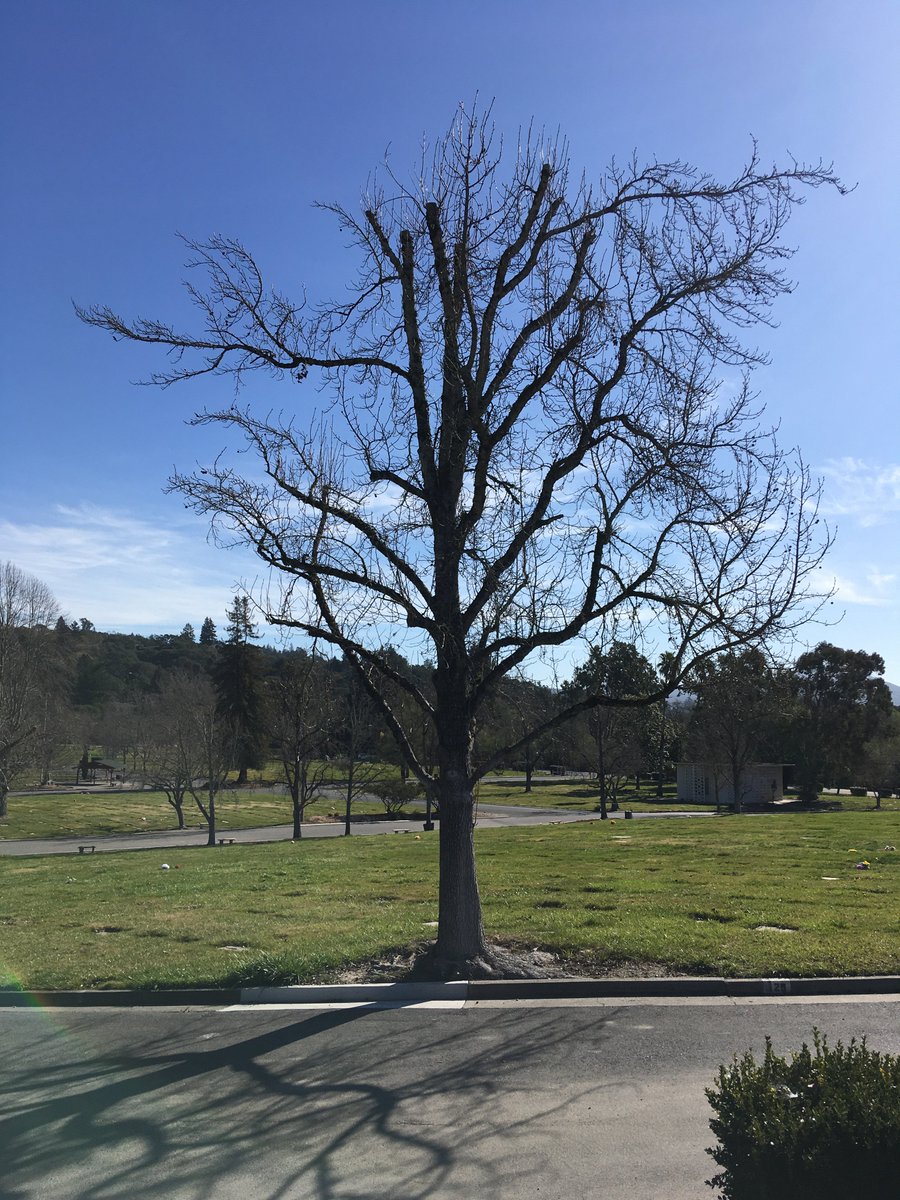 Here in Santa Rosa, people butcher trees even when there aren’t powerlines or buildings nearby, like in a cemetery or on the edge of a park. 7/