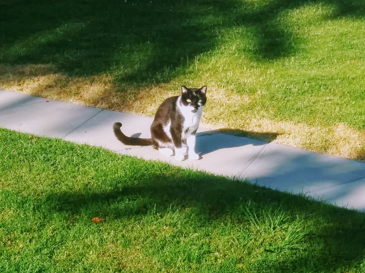 🐱
