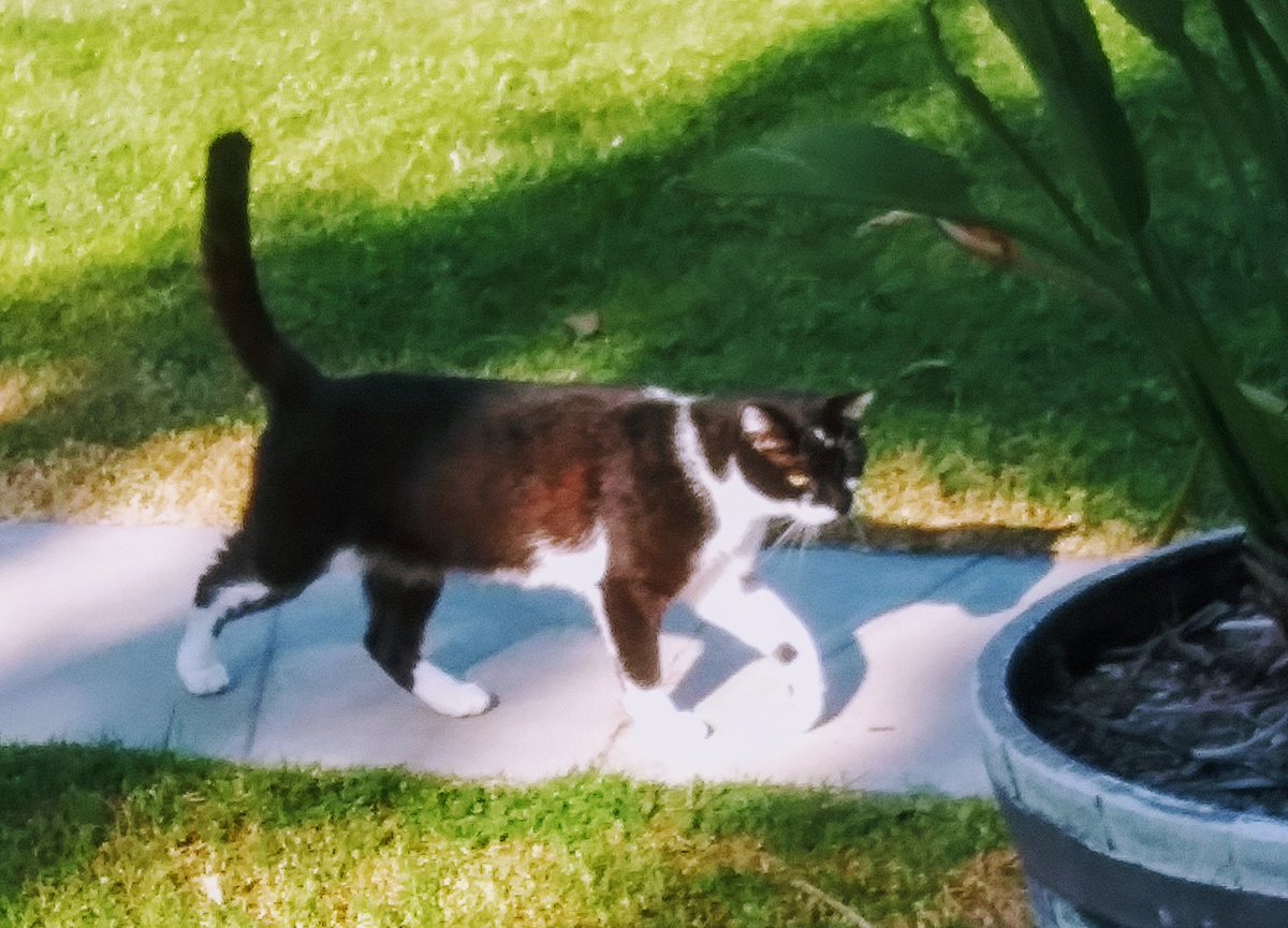 🐱