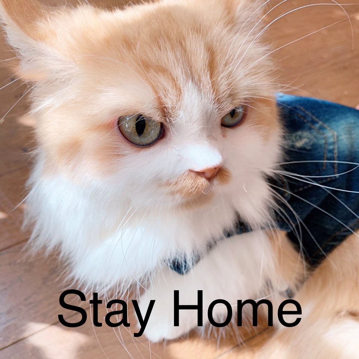 moonminuet's tweet photo. New Single "Stay Home" will be released on May 1st 2020🏠

#moonminuetstagram #moonminuet #moon #minuet #ミヌエット #newsingle #newsong #newmusic #newmusicfriday #preorder #stayhome #oneworld #togetherathome #家にいよう #냥 #cat #猫 #ねこ #artist #musician #singer #catsinger https://t.co/5GI3yQW0FM