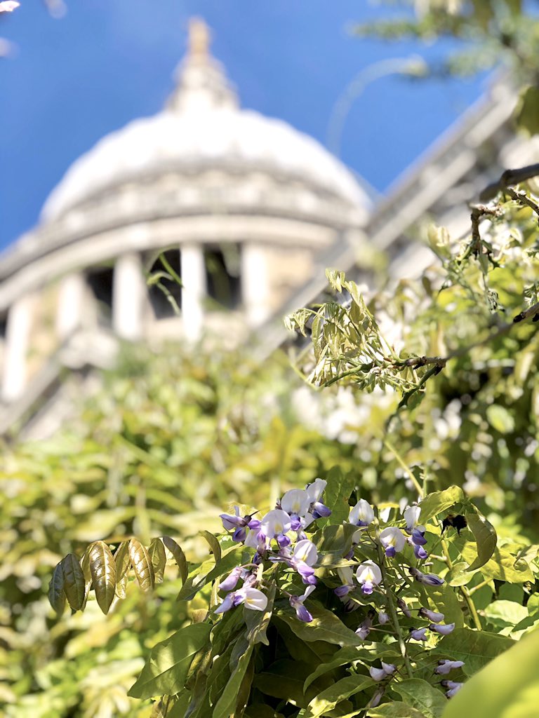 emlywright's tweet image. a quick cycle around central London this morning - the wisteria outside St Paul’s was a real highlight 🚴🏼‍♀️🌸🐝🙌🏼☀️