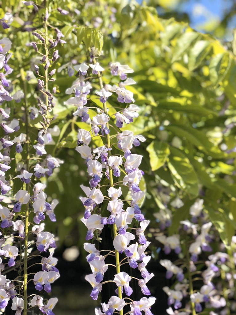 emlywright's tweet image. a quick cycle around central London this morning - the wisteria outside St Paul’s was a real highlight 🚴🏼‍♀️🌸🐝🙌🏼☀️