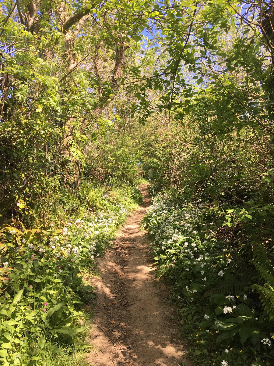 Another lush bit of path. Look at that wild garlic!