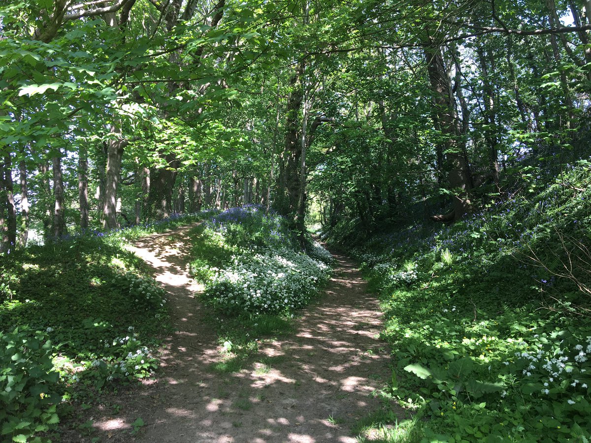 The green lane. Full of bluebells and wild garlic. Which path would you take? High or low?