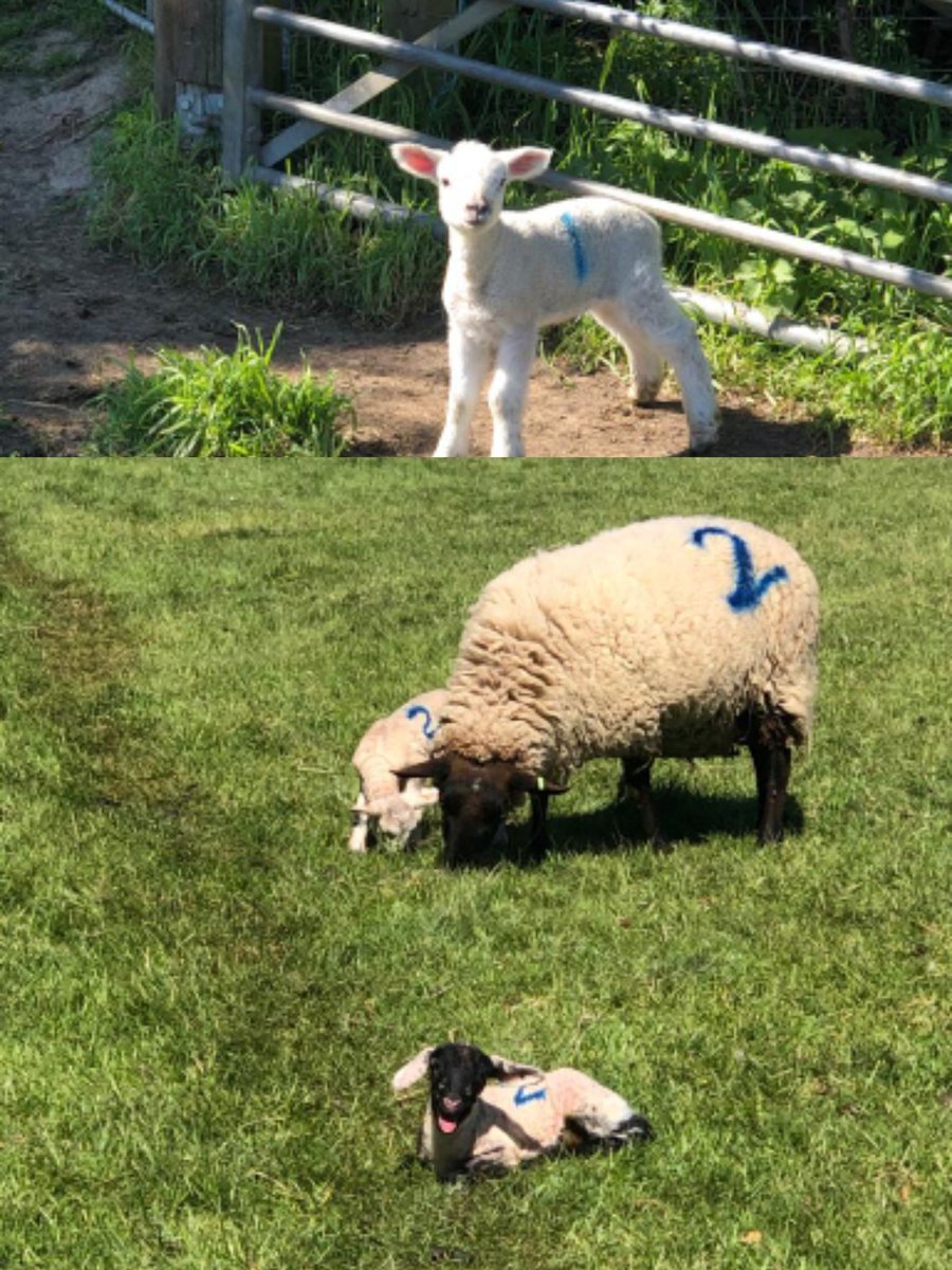 Chris__Ralph's tweet photo. Turns out, quite a lot actually.
✅ Stable repairs
✅ Morning run
✅ Check in on the lambs
✅ Family Zoom for Granny's birthday
Cannot wait for next weekend.
@DaisyHeathAbbot https://t.co/BpAsNbAy1h