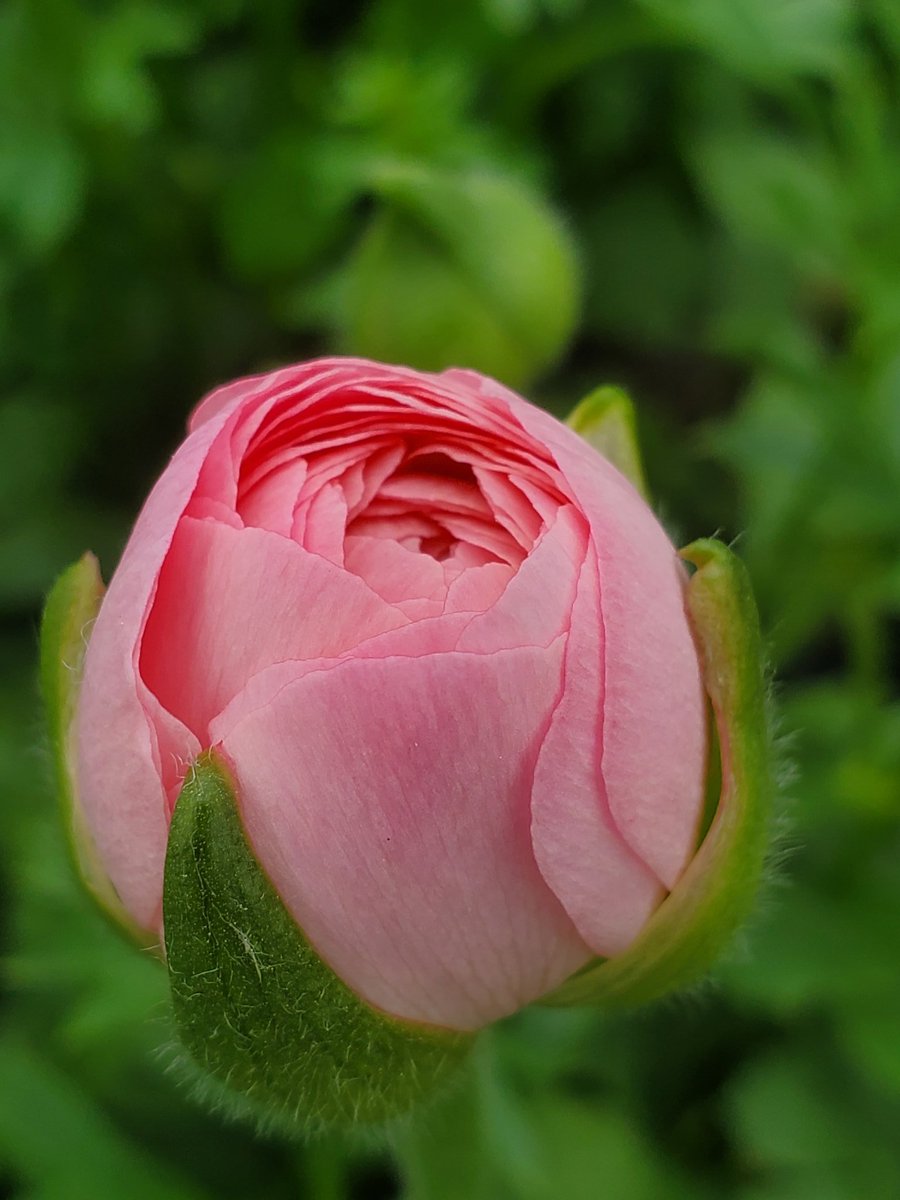 Mom said to call us. But we made it easy order at hhfshop.com #MothersDay #MothersDay2020 #momgifts #flowersformom #sendflowers #shipherflowers