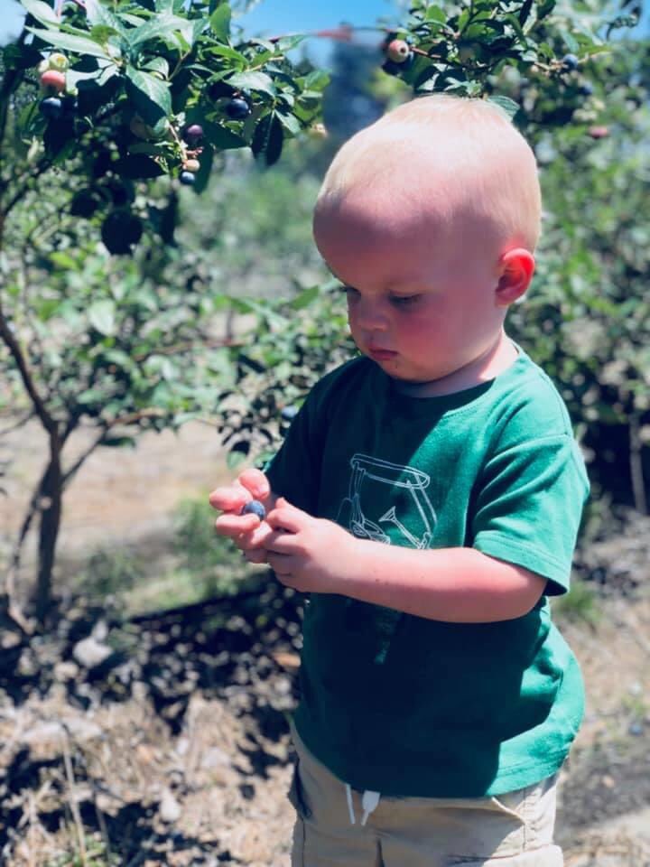 fredmevers's tweet photo. You know you are a pastor in South Georgia when Grandchild #8 is picking fresh blueberries so that your daughter can make you her world famous Katie Beth Bodacious Blueberrry Pancakes.  #southgeorgiapastor https://t.co/QJ0wC7MjIi