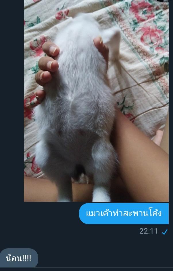 ขิงไอ้ต้าวน่ารักของผม tweet media