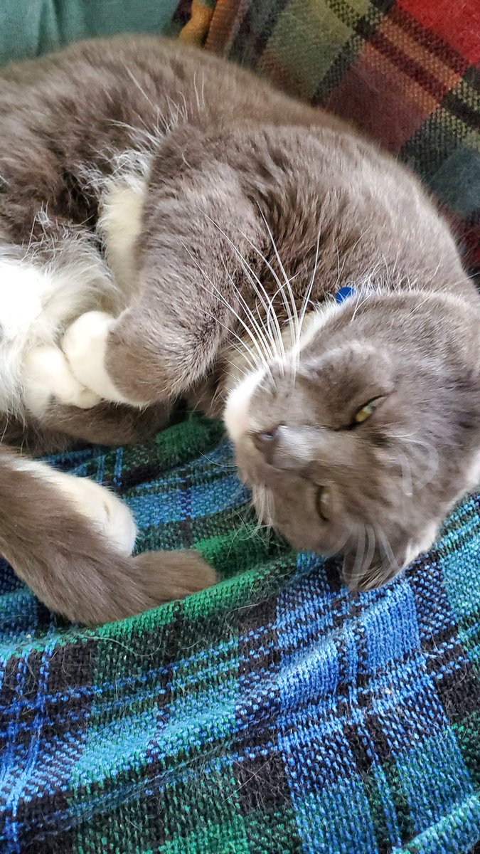 megloops's tweet photo. @Saskajanet Mine has been with me just over 7 yrs.
Would never know Sami grew up on the streets  ... he is so #Catent
😻 .. as am I 😉 https://t.co/ZZXRsyDm6k