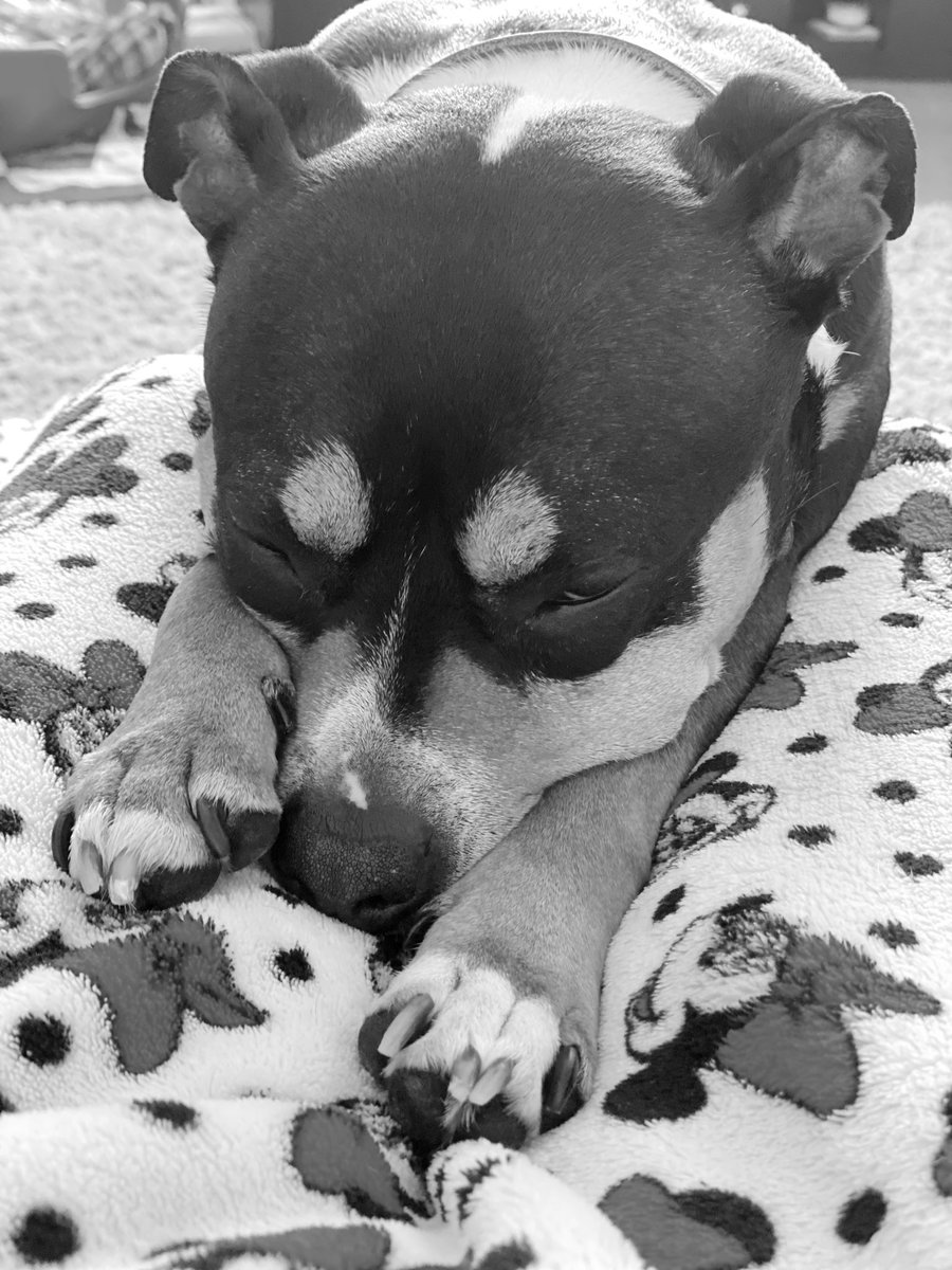 Ruth90951994's tweet photo. Mindfulness session and Bella has taken her usual post up on my legs!  #mindfulness #mindfuldogs #MentalHealthMatters #SelfCareSunday https://t.co/FNOLsOgn1k