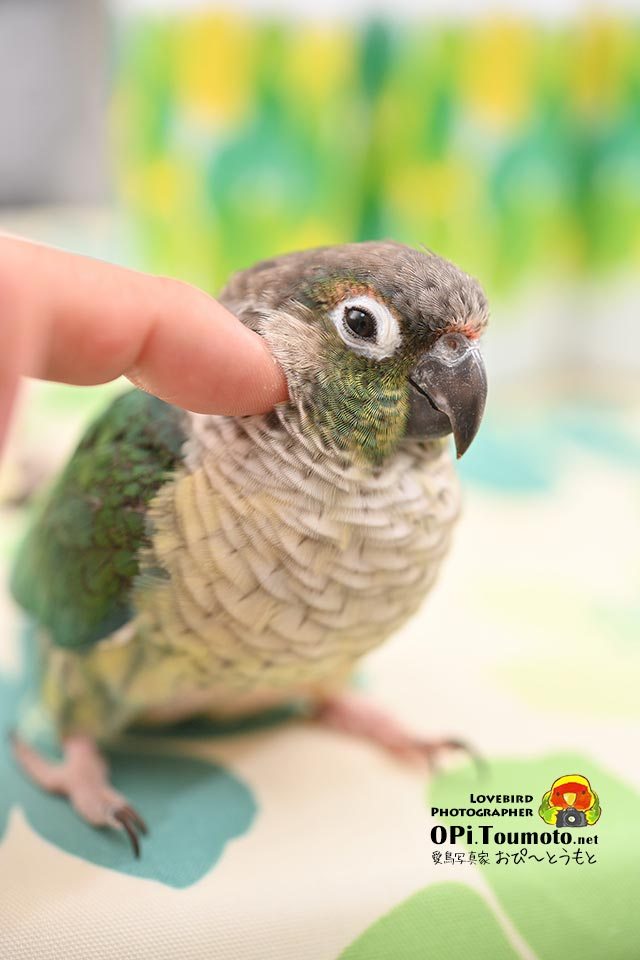 OPi.Toumoto📷🐦 tweet media