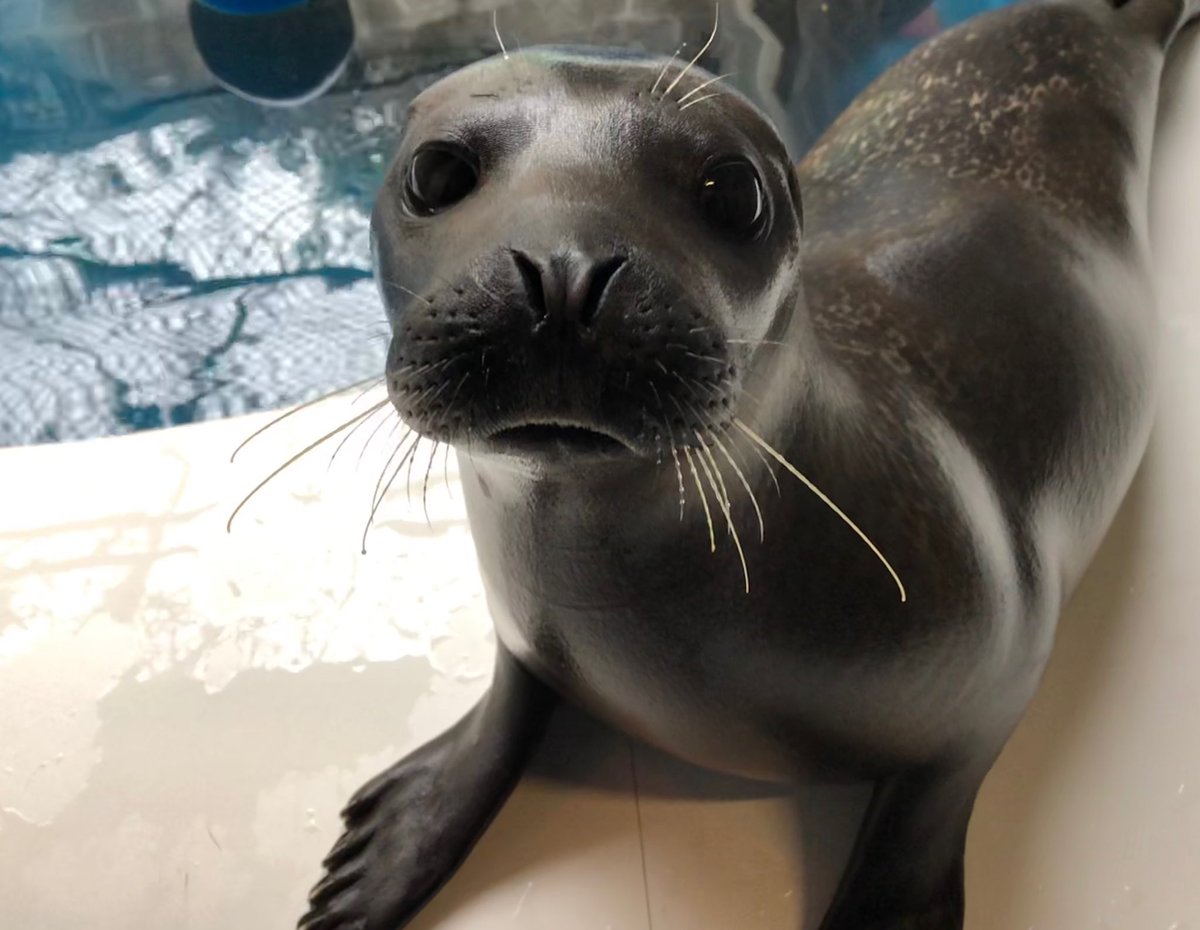 TheOceansTeam's tweet photo. Some Cocoa cuteness for your sunny Sunday! https://t.co/zIP4n6W0gG