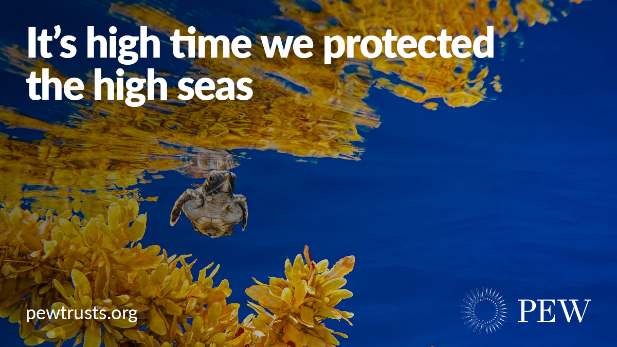 THREAD: The high seas represent 66% of our ocean, but only 1% is protected. A high seas treaty would pave the way for much-needed marine protected areas in international waters.